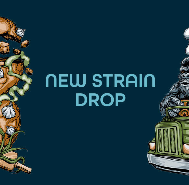 New Strain Drops: Garlic Cookies and Gorilla Glue