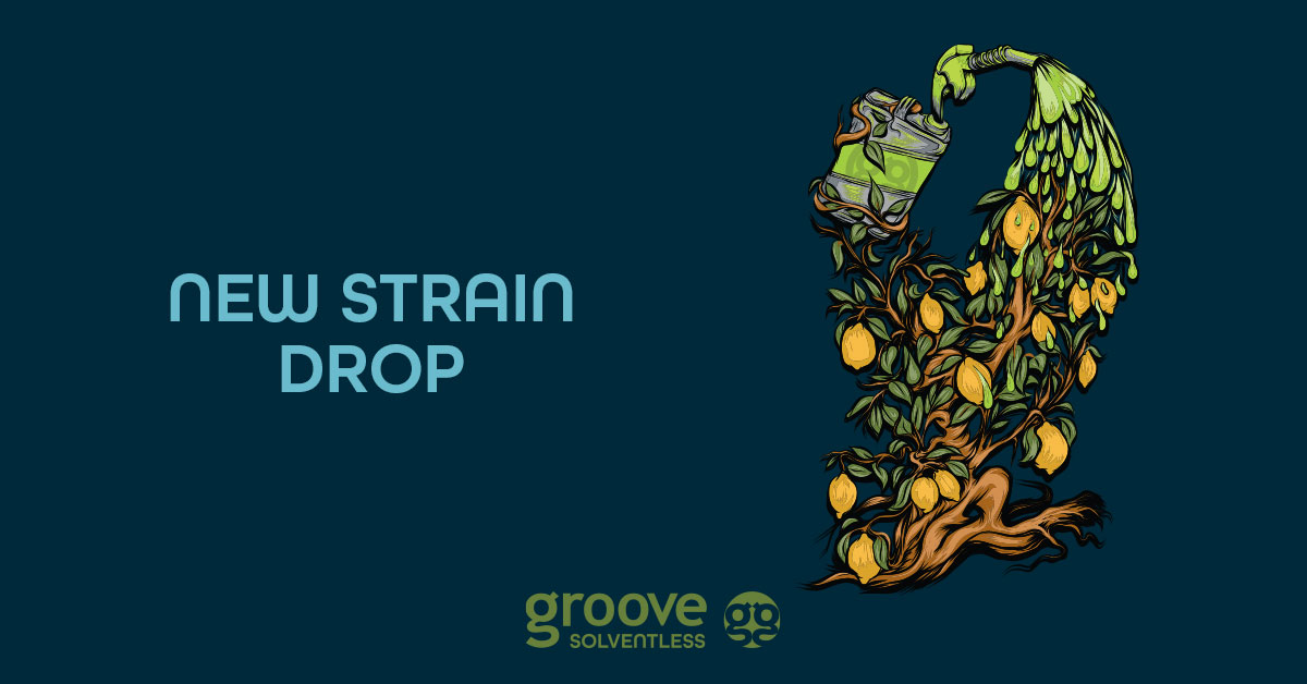 Strain Drop: Sour Diesel