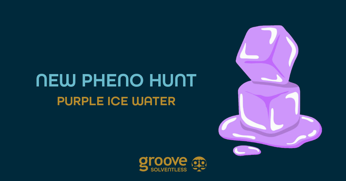 Pheno Hunt: Purple Ice Water