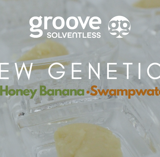 Introducing Three New Strains: Swampwater Fumez, Honey Banana, and Papaya