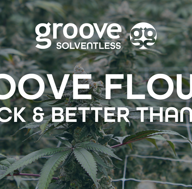 Groove Flower is Back and Better Than Ever!
