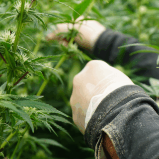 Cultivation https://groovesolventless.com/wp-content/uploads/2025/08/Cultivation-320x320.png