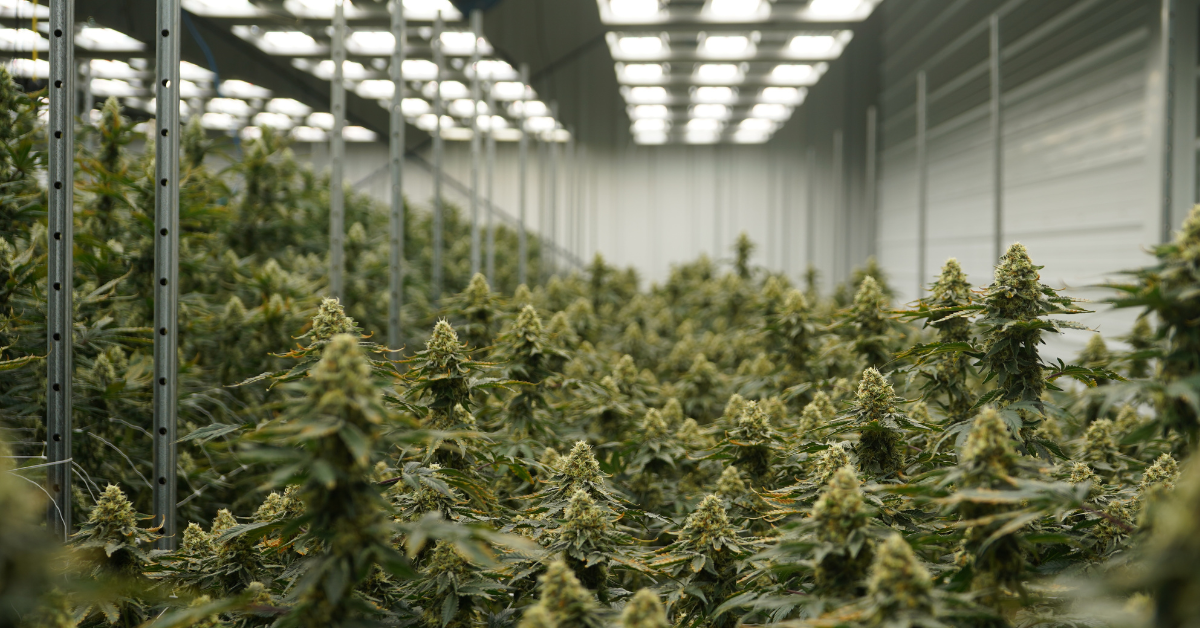 https://groovesolventless.com/wp-content/uploads/2025/08/Cultivation-Photo.png