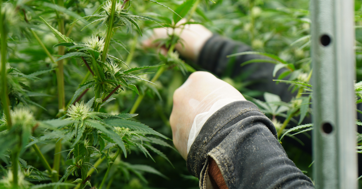 https://groovesolventless.com/wp-content/uploads/2025/08/Cultivation.png